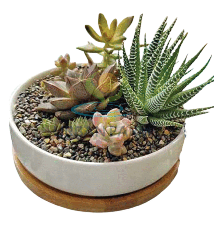 Washed cinder in succulents plant pot